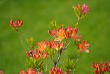 род Rhododendron. Ветви с соцветиями. Украина, Киевская обл., г. Киев, ботанический сад. 02.05.2016.