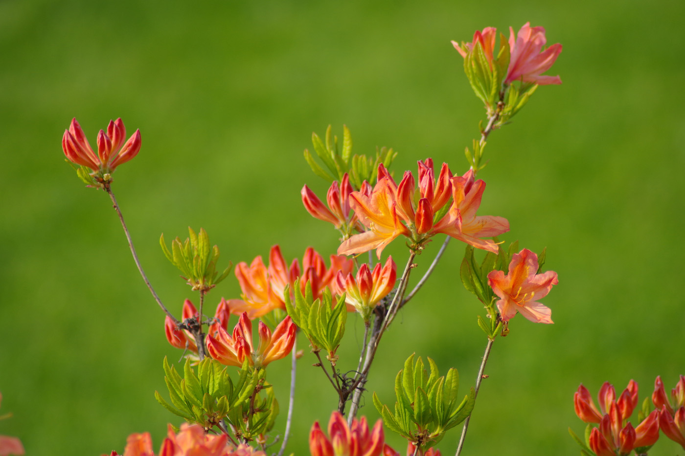 Image of genus Rhododendron specimen.