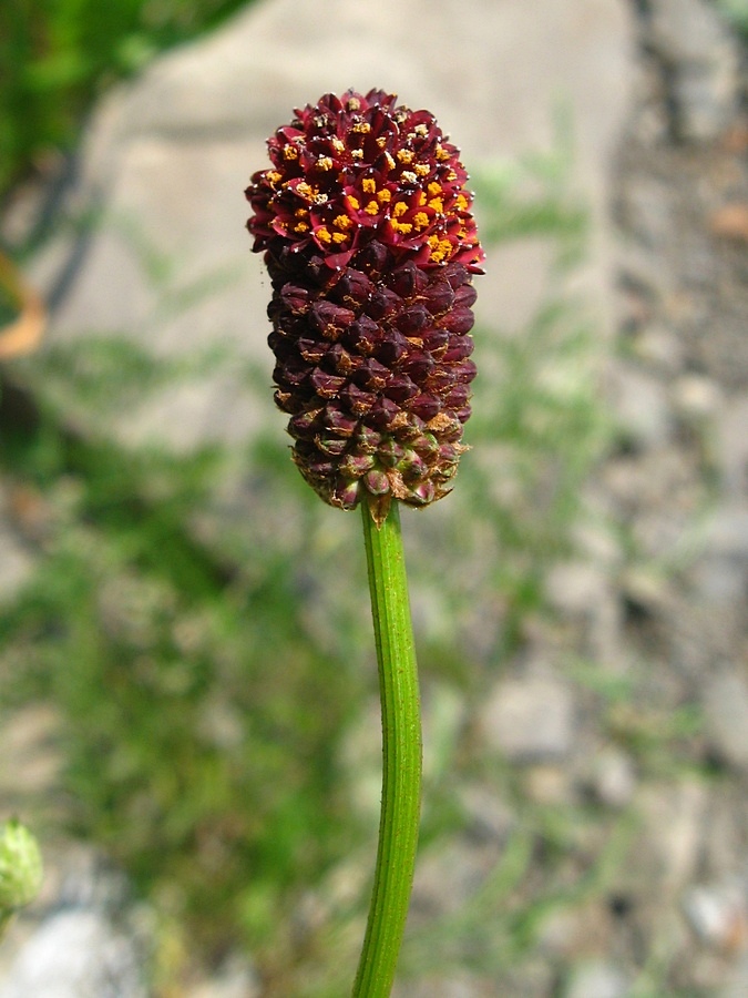 Image of Sanguisorba officinalis specimen.
