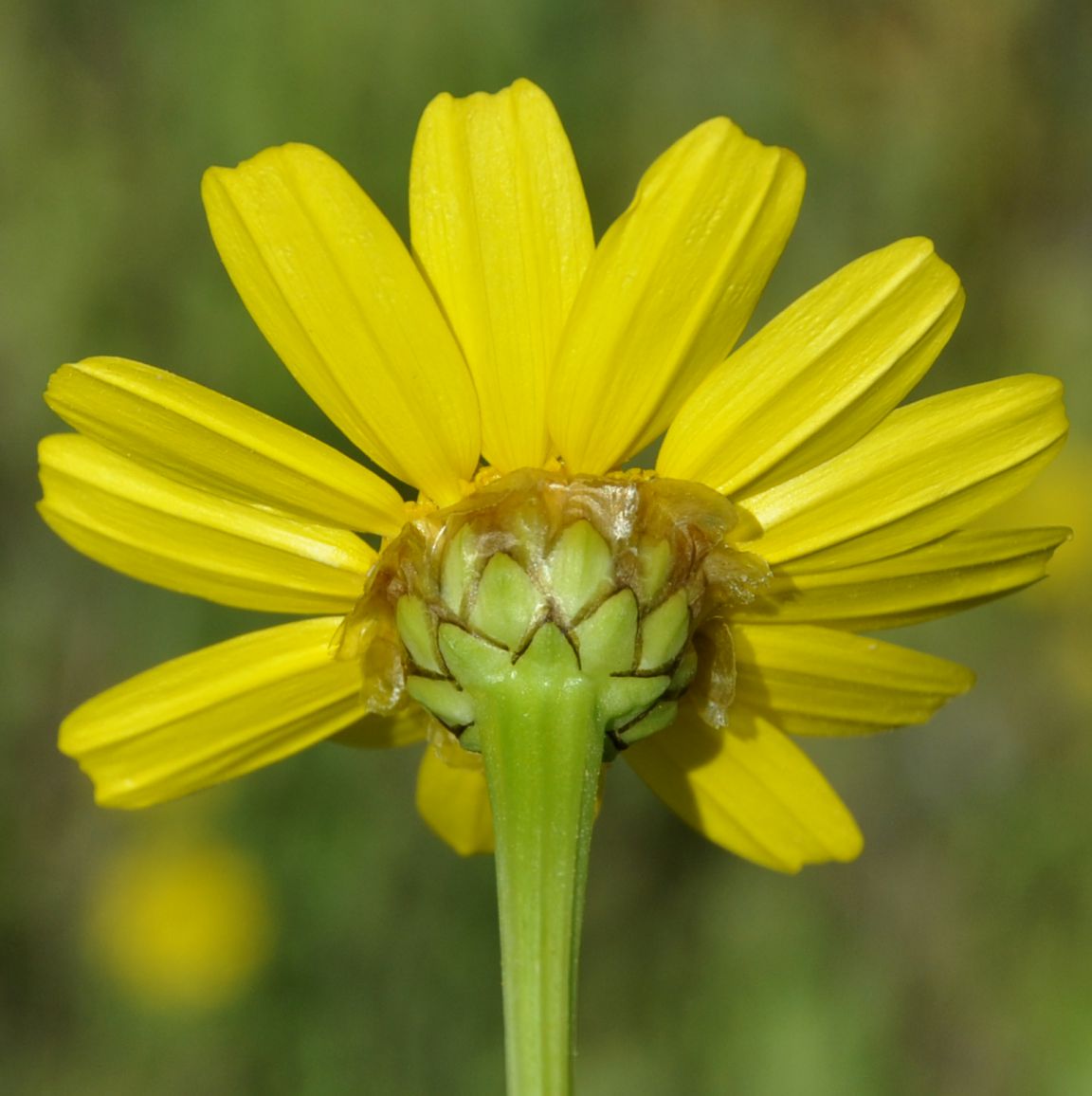 Image of Glebionis coronaria specimen.