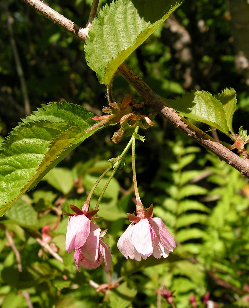 Изображение особи Cerasus sachalinensis.