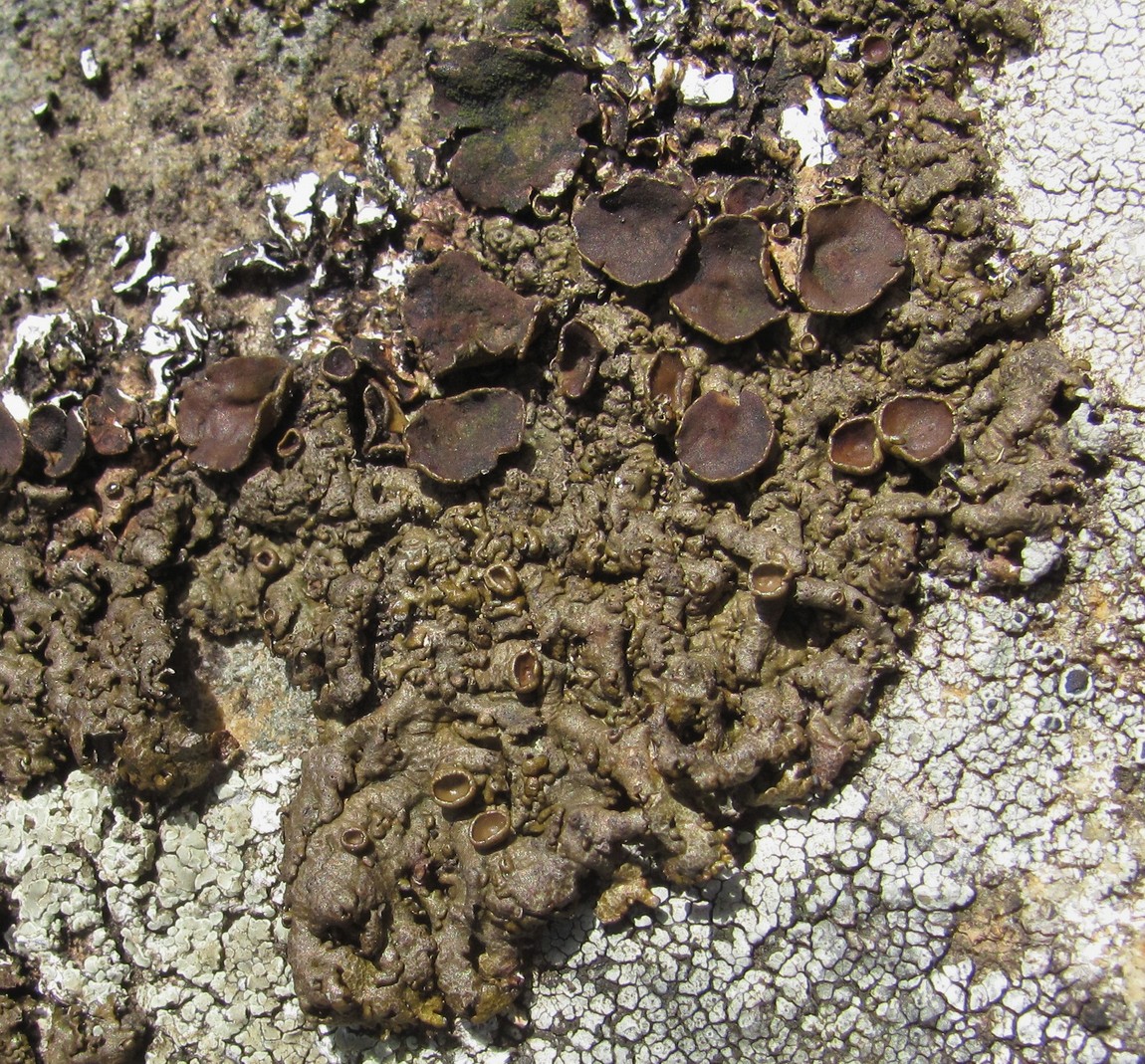 Image of Neofuscelia pulla specimen.