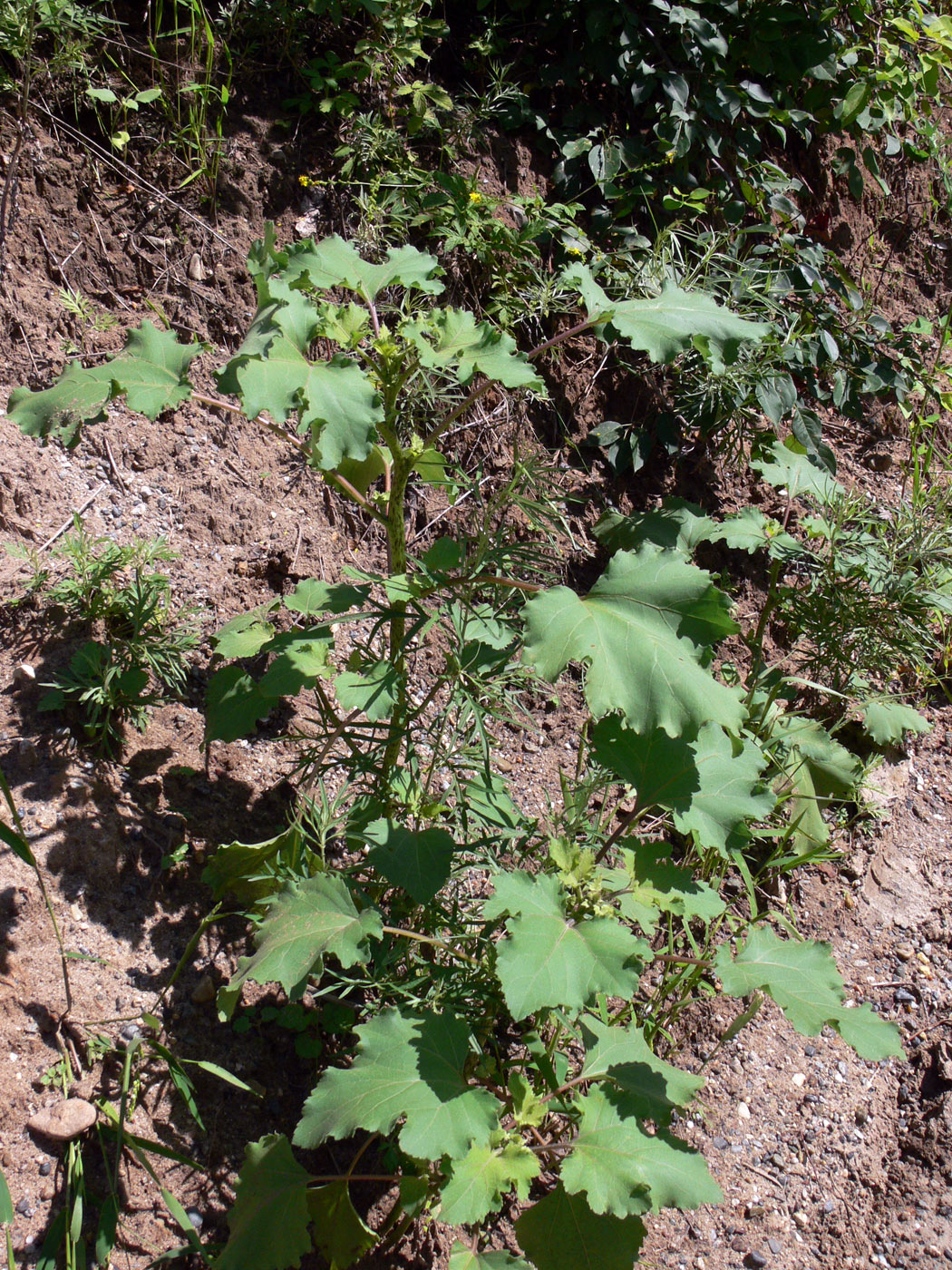 Image of Xanthium strumarium specimen.