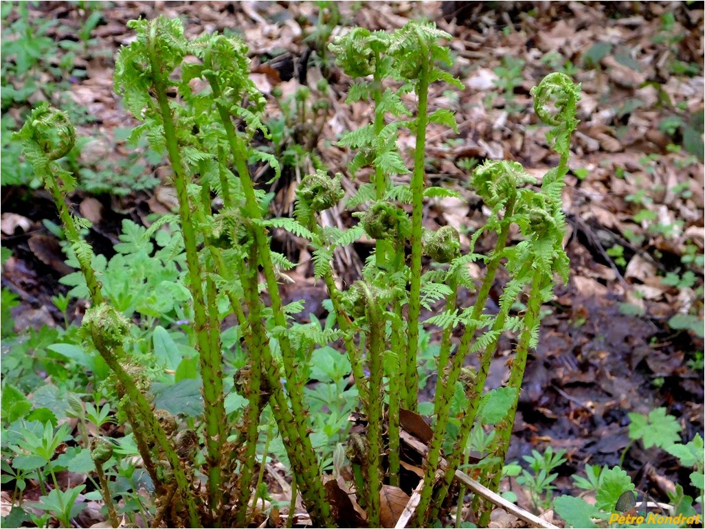 Image of Athyrium filix-femina specimen.