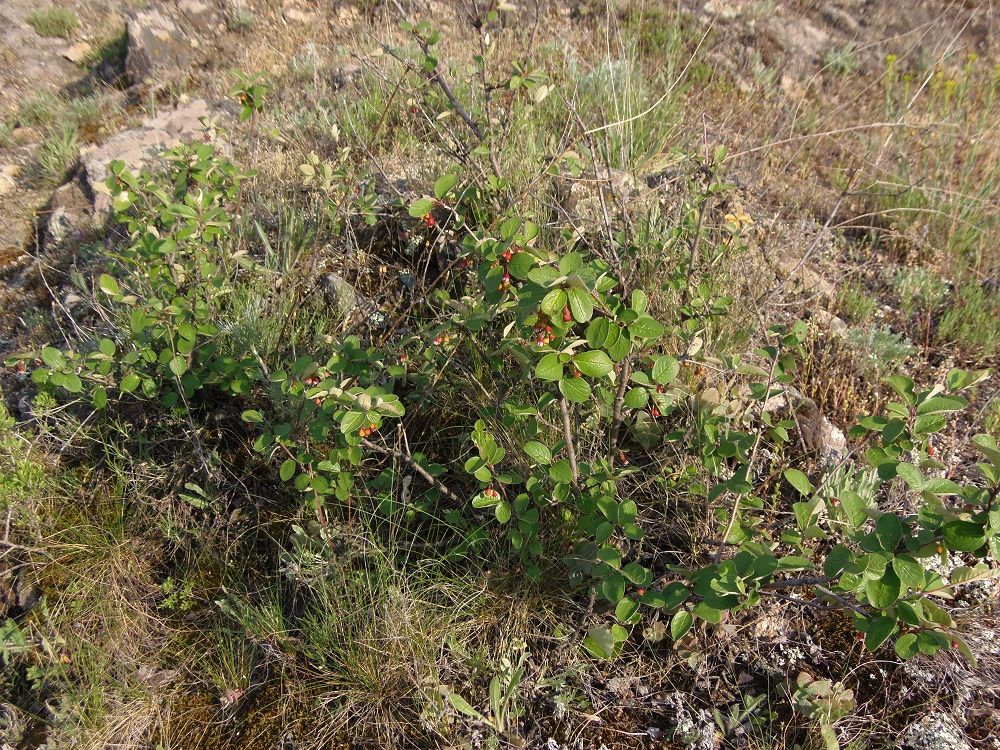 Image of Cotoneaster melanocarpus specimen.