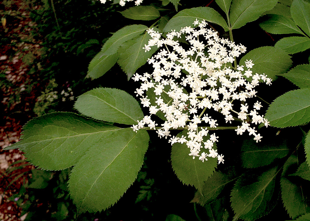 Image of Sambucus nigra specimen.