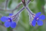 Anchusa azurea