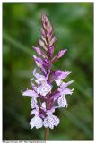 Dactylorhiza maculata