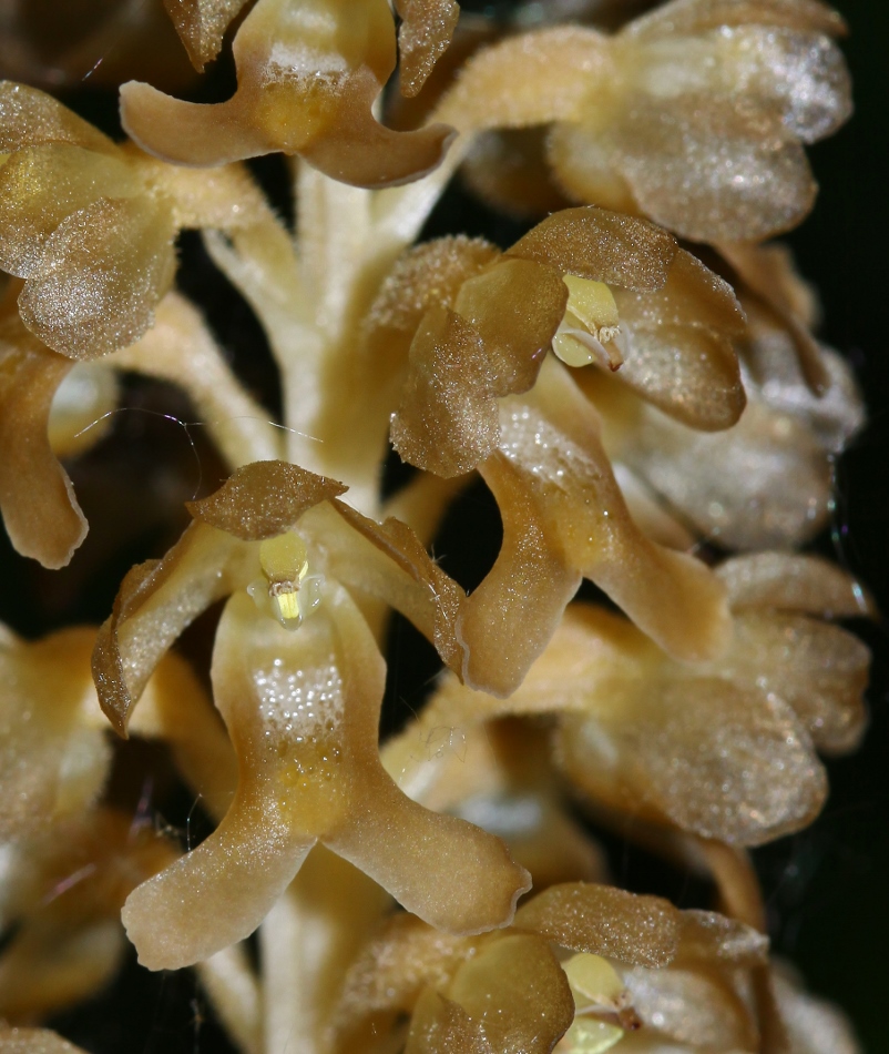 Image of Neottia papilligera specimen.