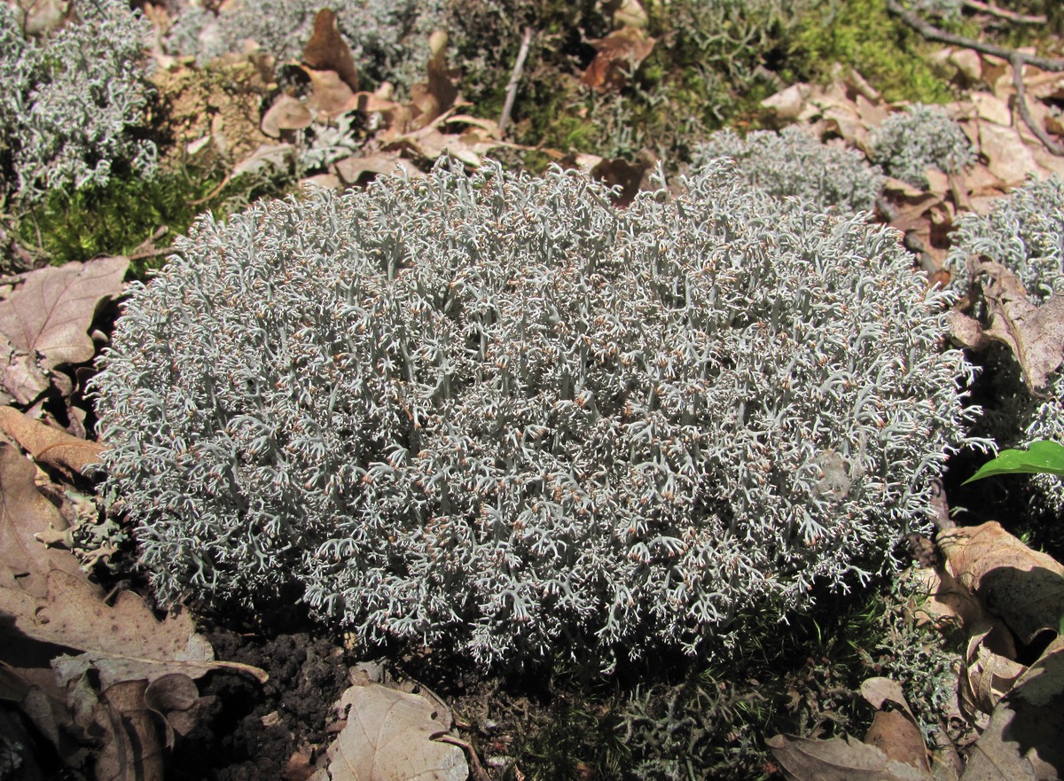 Изображение особи Cladonia rangiferina.