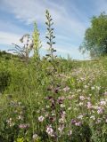 Delphinium puniceum. Зацветающее растение в растительной группировке. Украина, г. Луганск, балка Калмыцкий яр, днище, лугово-степная растительность. 22.06.2017.