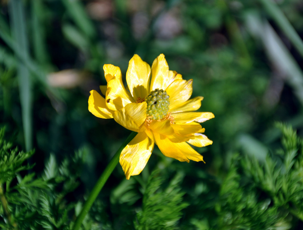 Image of Adonis apennina specimen.