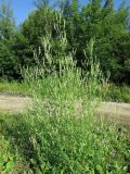 Melilotus albus