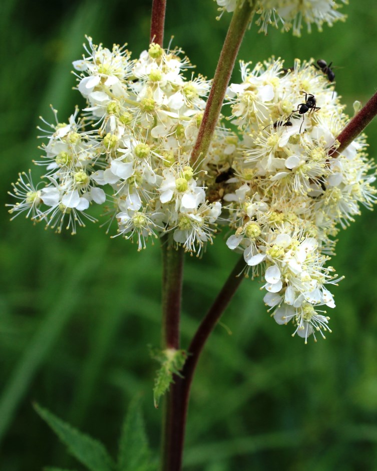 Image of Filipendula stepposa specimen.