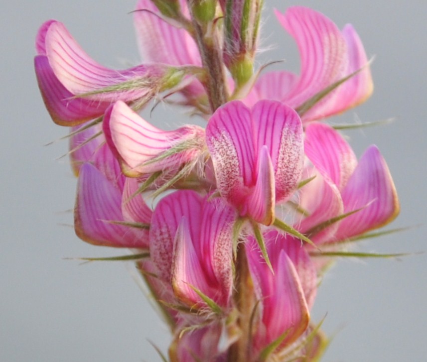 Изображение особи Onobrychis gracilis.