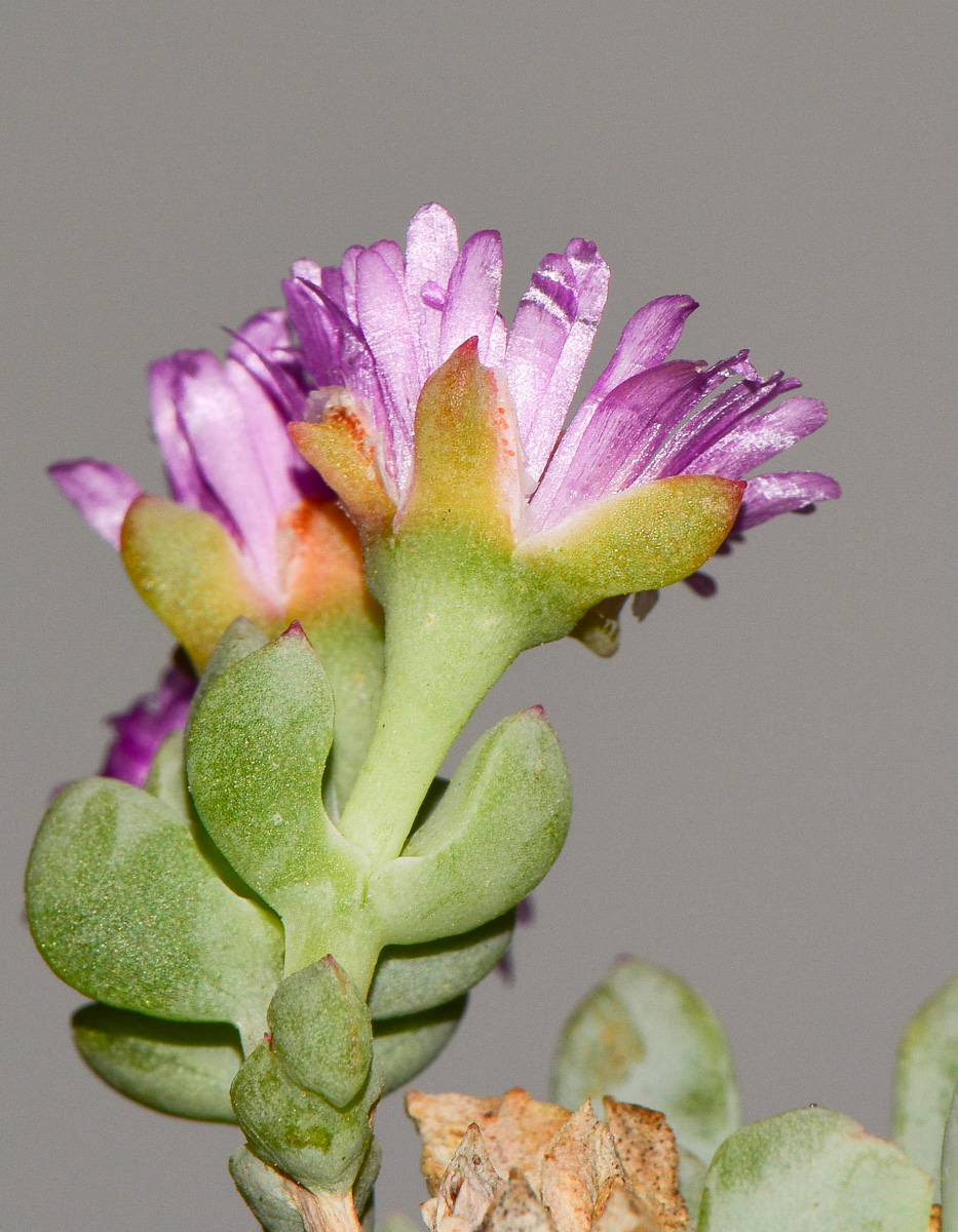 Image of Lampranthus deltoides specimen.