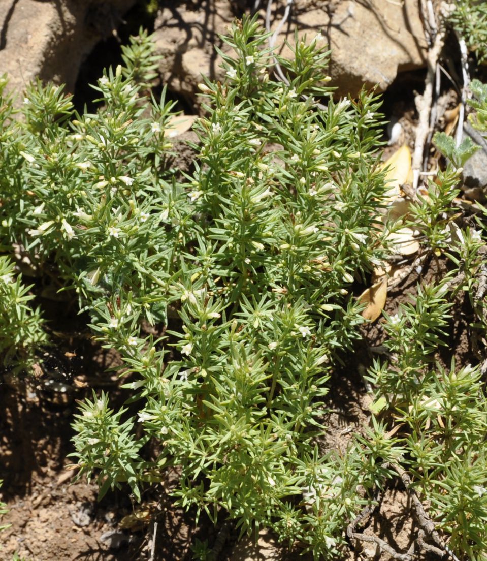 Изображение особи Asperula muscosa.