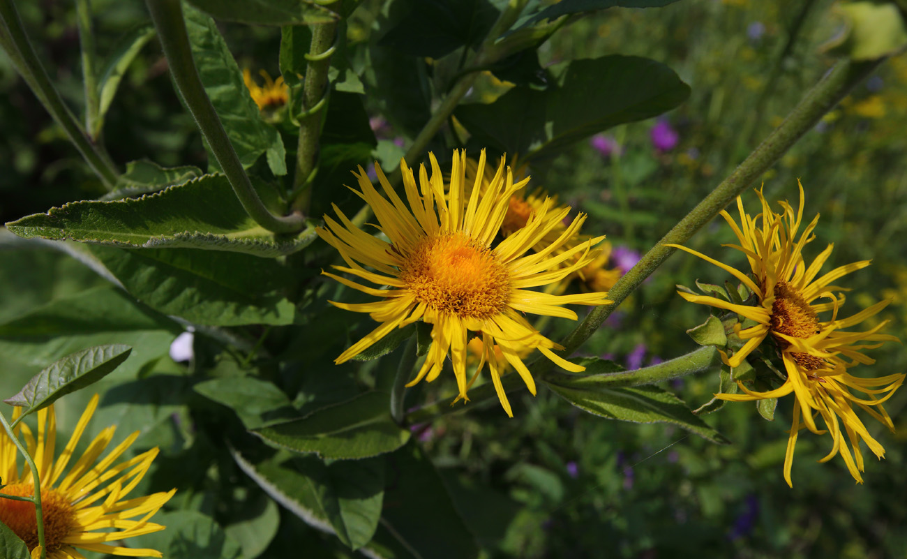 Изображение особи Inula helenium.