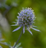 Eryngium planum. Соцветие. Пермский край, г. Пермь, Кировский р-н, садовый участок, в культуре. 13 августа 2017 г.