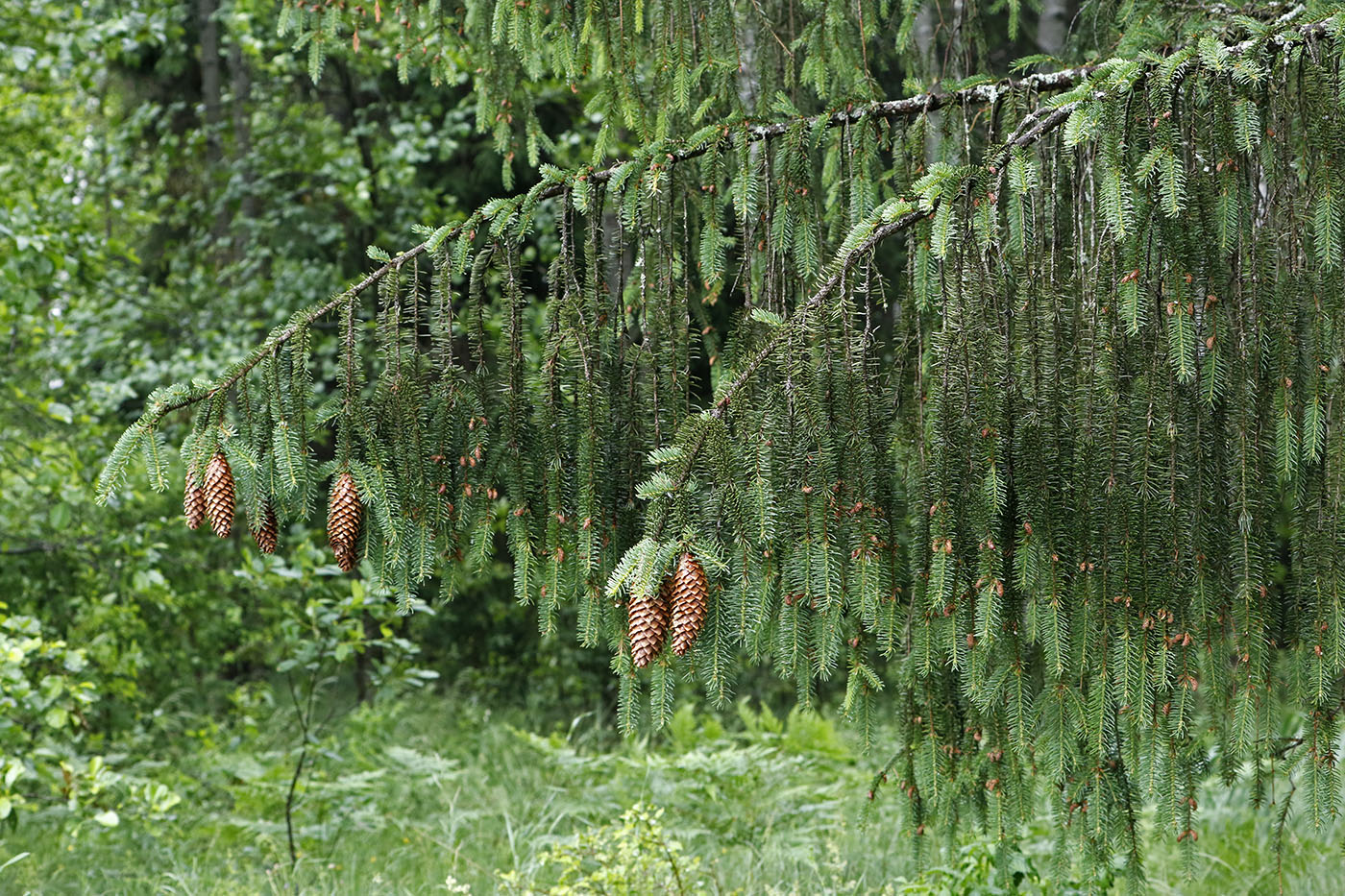 Изображение особи Picea abies.