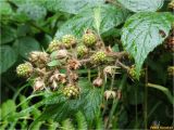 Rubus hirtus