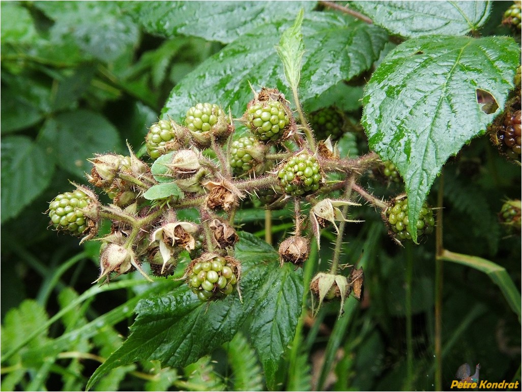 Image of Rubus hirtus specimen.