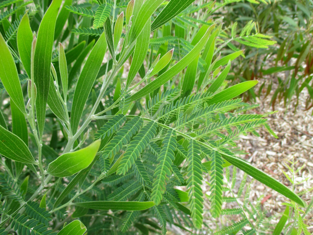 Image of Acacia melanoxylon specimen.