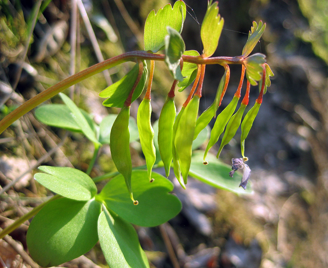 Image of Corydalis solida specimen.