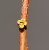 Commiphora habessinica. Цветок. Израиль, впадина Мёртвого моря, киббуц Эйн-Геди. 24.04.2017.