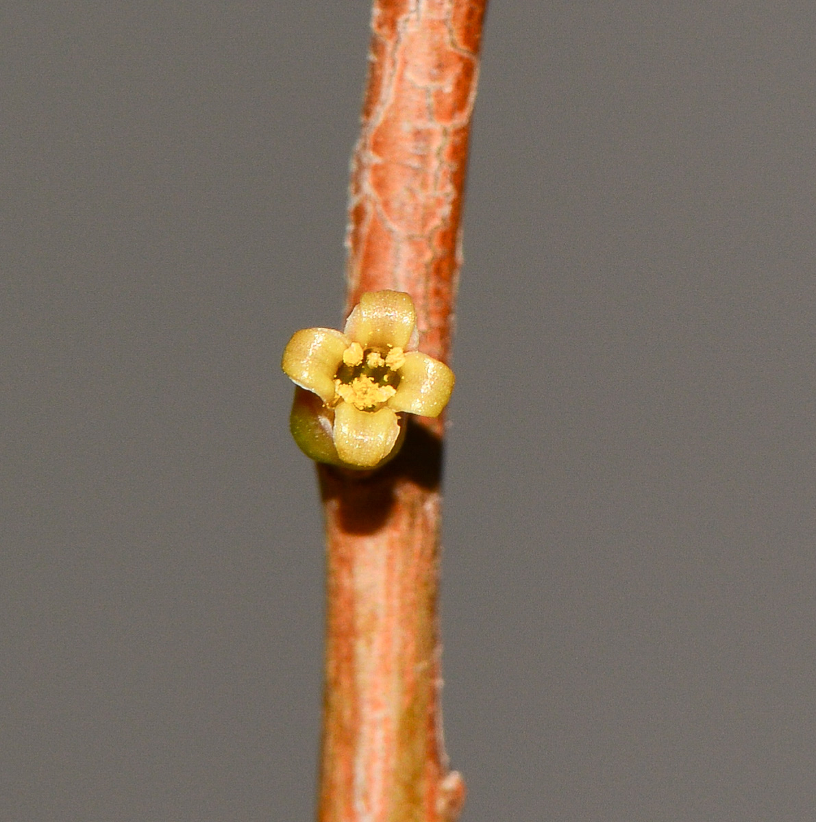 Изображение особи Commiphora habessinica.