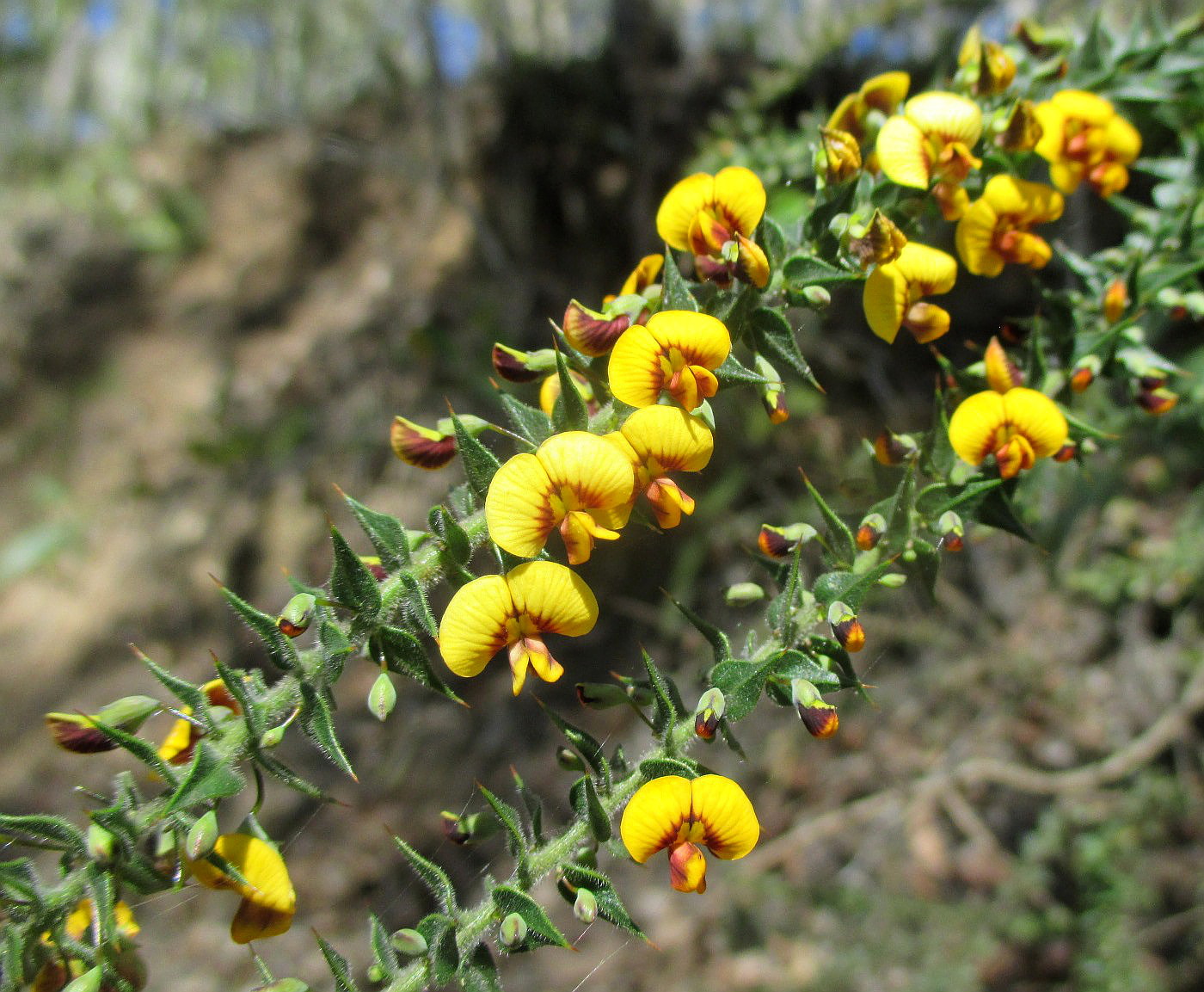 Image of Daviesia squarrosa var. villifera specimen.