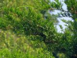 Juniperus × pfitzeriana. Сорт 'Mint Julep'. Ветвь с незрелыми шишкоягодами. Москва, ГБС РАН. 10.09.2017.