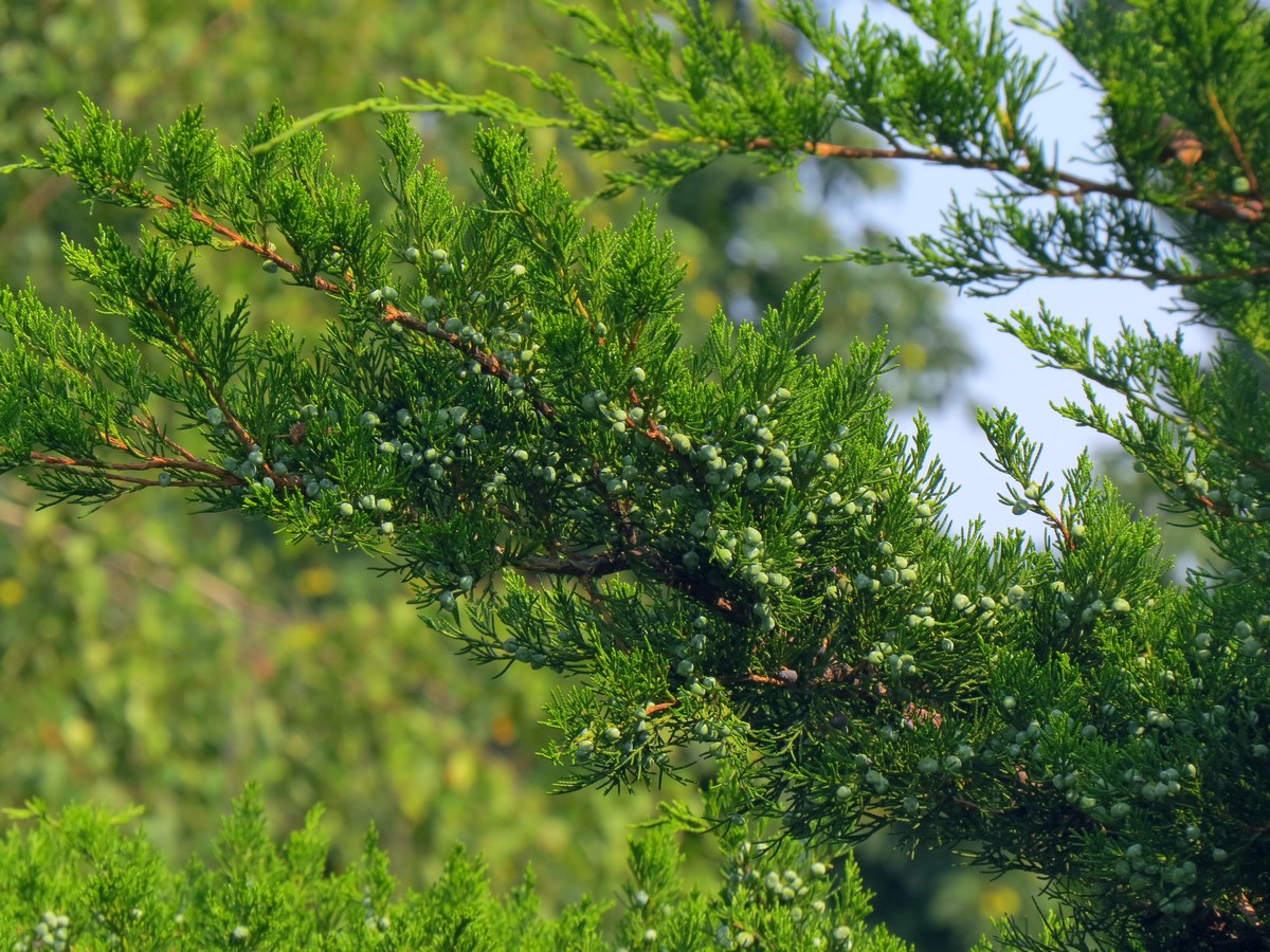 Изображение особи Juniperus &times; pfitzeriana.