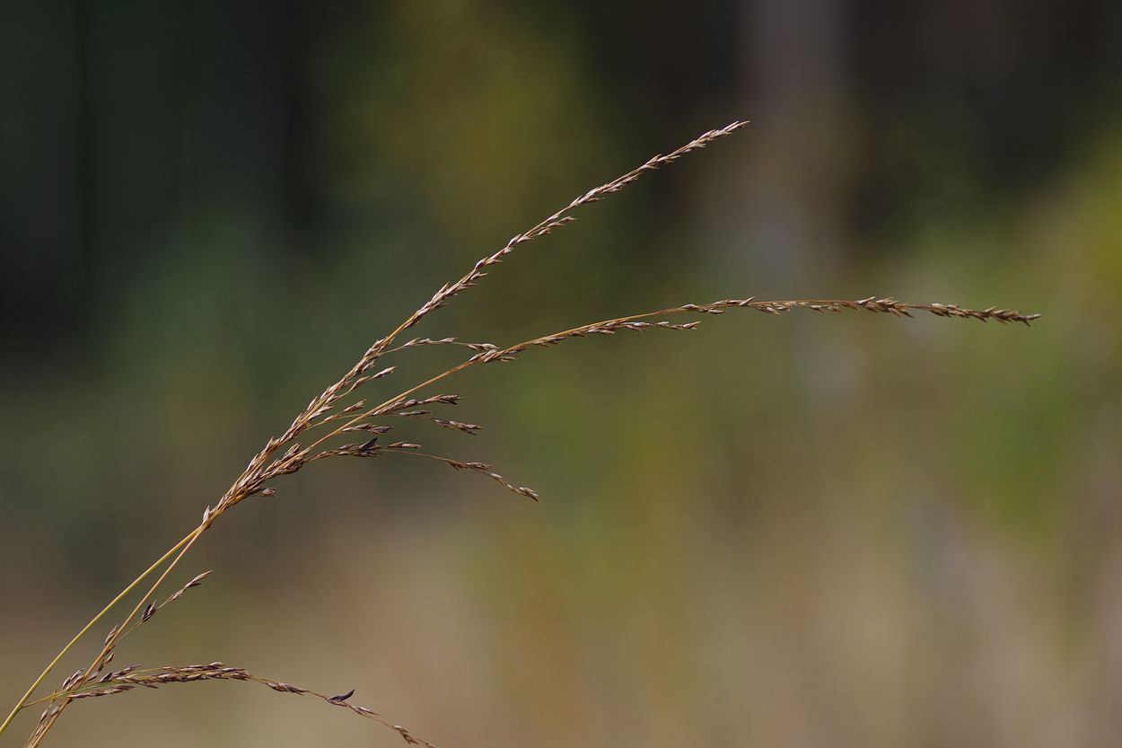 Изображение особи Molinia caerulea.