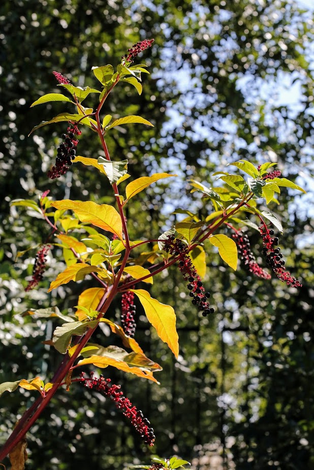 Image of Phytolacca americana specimen.