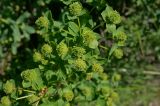 Euphorbia macrorhiza