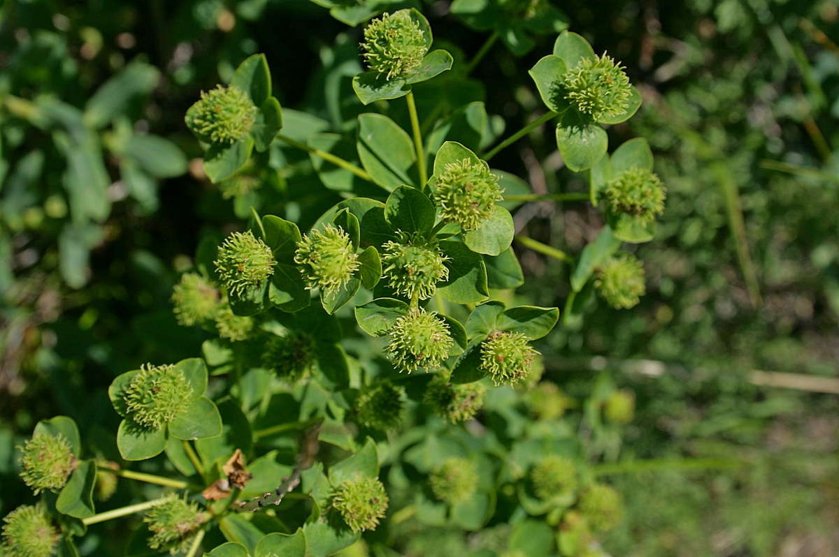 Изображение особи Euphorbia macrorhiza.