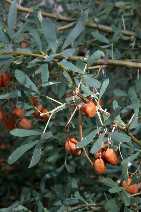 Image of Halimodendron halodendron specimen.