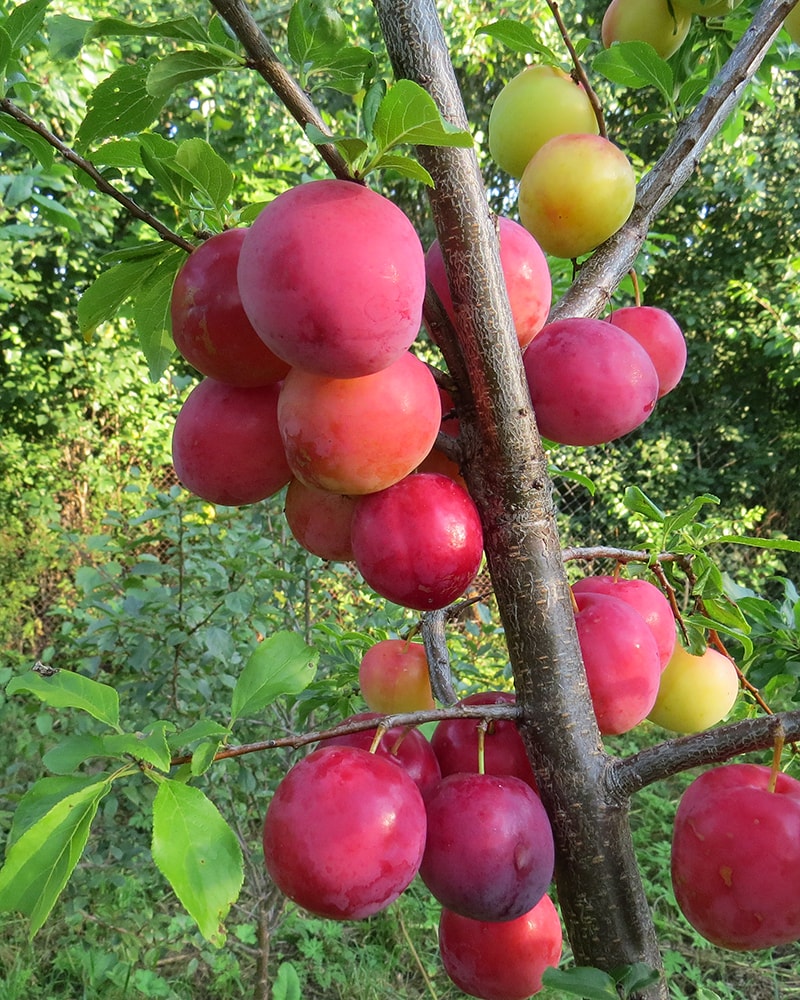 Изображение особи Prunus &times; rossica.