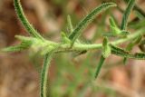 Dittrichia graveolens