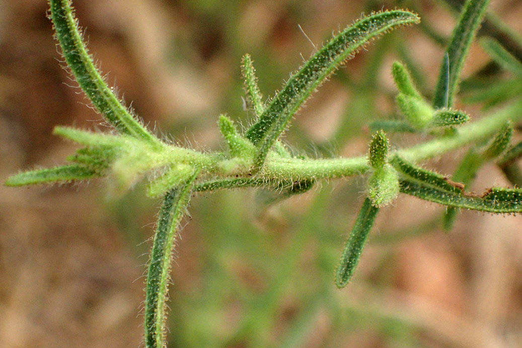 Image of Dittrichia graveolens specimen.