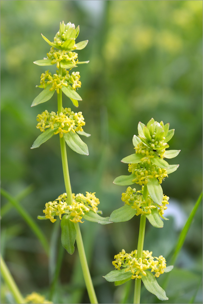 Изображение особи Cruciata glabra.