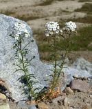 Dontostemon pinnatifidus