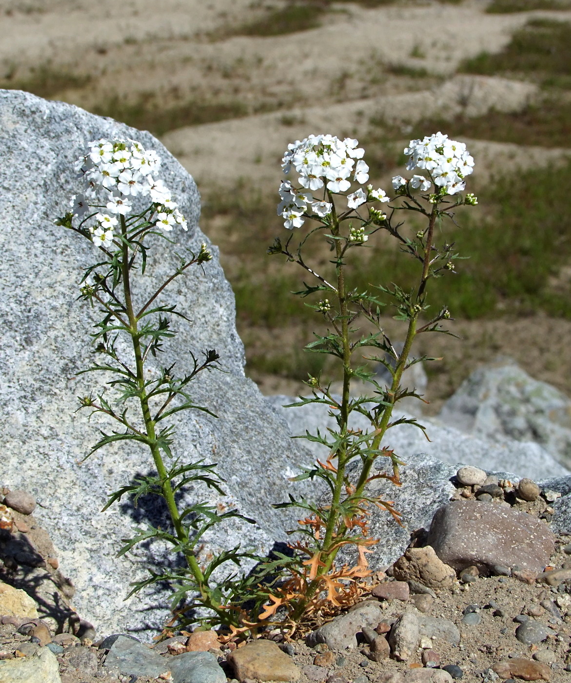 Image of Dontostemon pinnatifidus specimen.