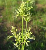 Silene chersonensis