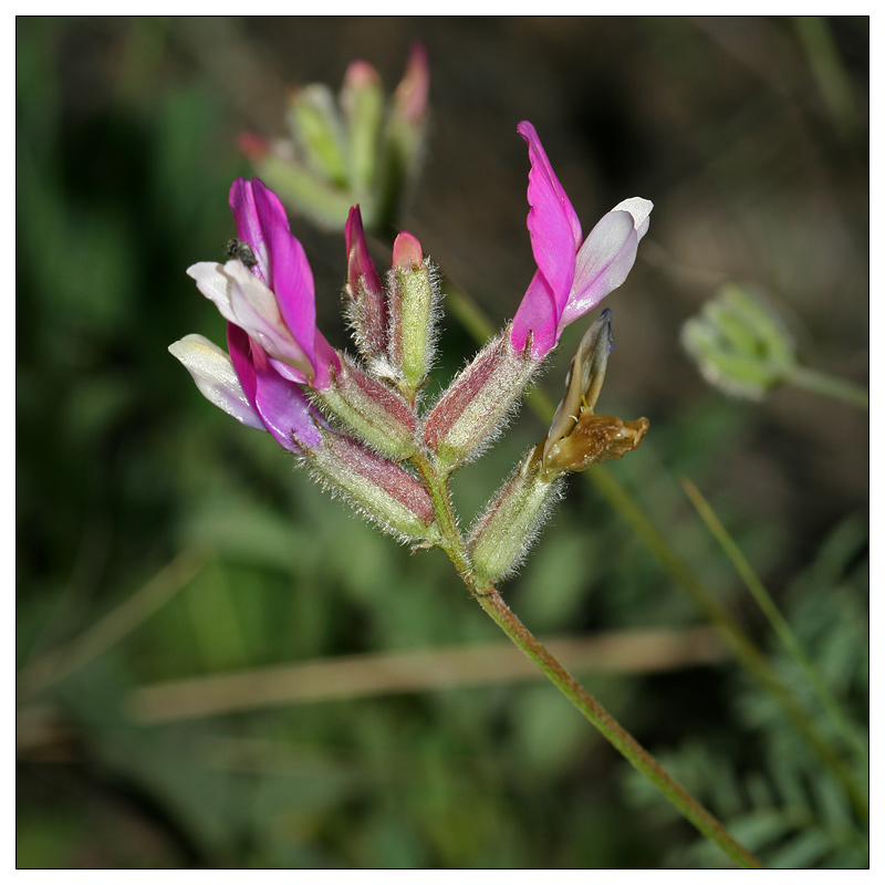 Изображение особи Astragalus macropus.