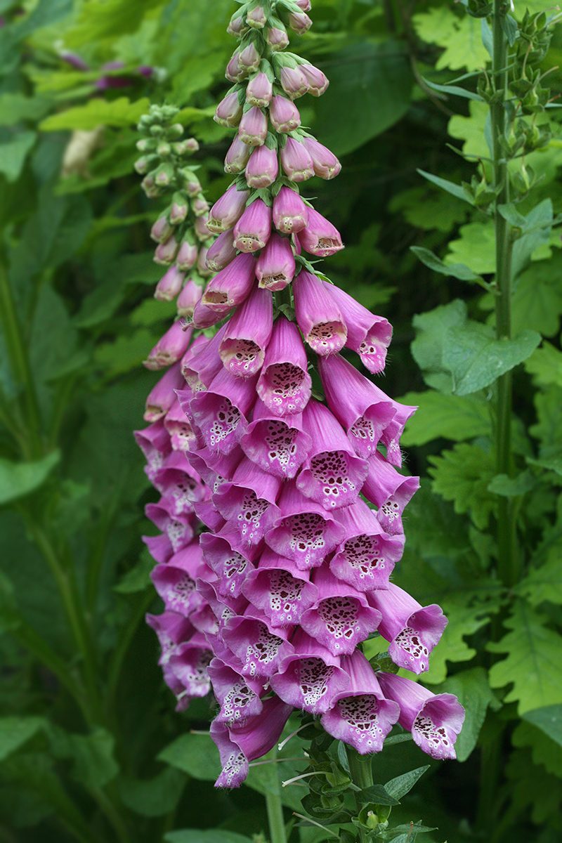 Изображение особи Digitalis purpurea.