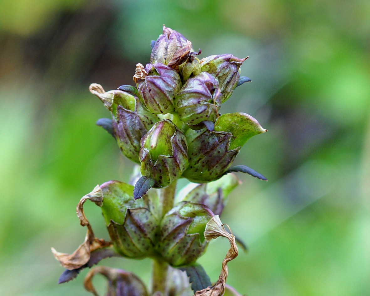 Изображение особи Pedicularis chamissonis.