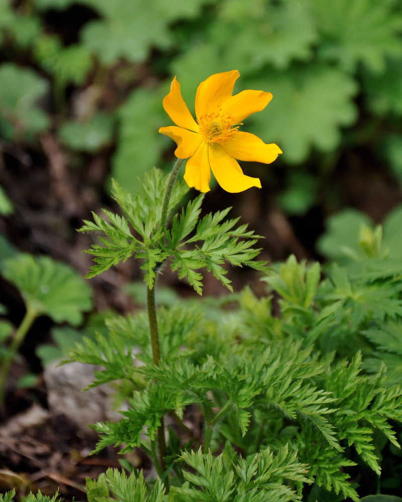 Image of Pulsatilla aurea specimen.