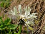 Centaurea cheiranthifolia. Соцветие. Абхазия, Рицинский реликтовый национальный парк, гора Чха, ≈ 2300 м н.у.м., субальпийский луг. 15.07.2017.